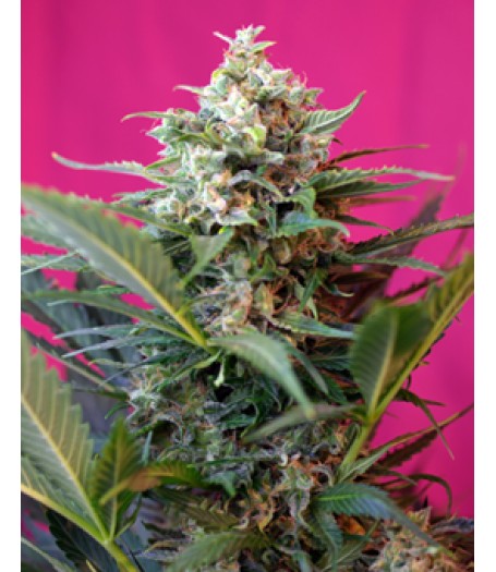 Big Devil XL Auto Feminised Seeds
