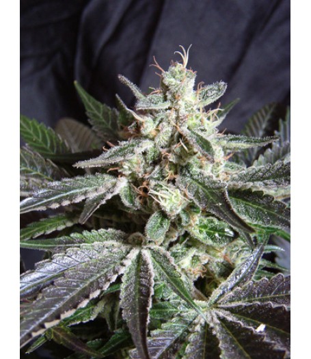 Black Jack Feminised Seeds