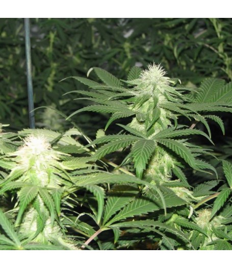 Blackberry Feminised Seeds - 5