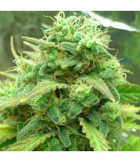 Black Jack Feminised Seeds - 5