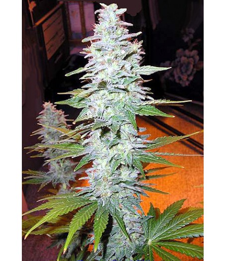 Black Widow Regular Seeds