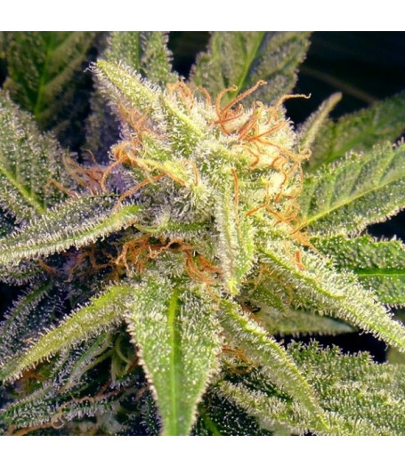 Blue Mystic Feminised Seeds - 5