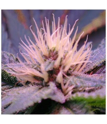 Auto Blue Mystic Feminised Seeds - 5