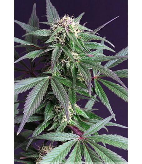 Blue Moonshine Feminised Seeds