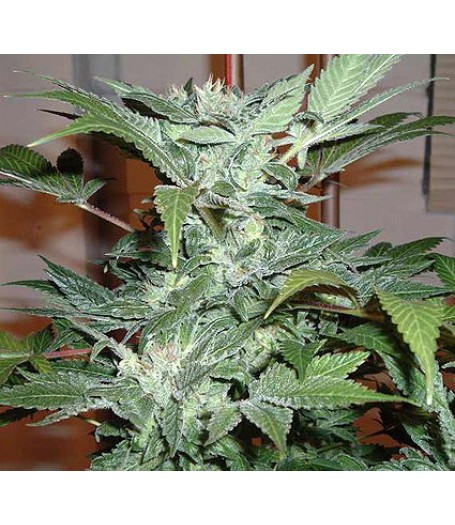 Blue Ryder Autoflowering Regular Seeds - 10