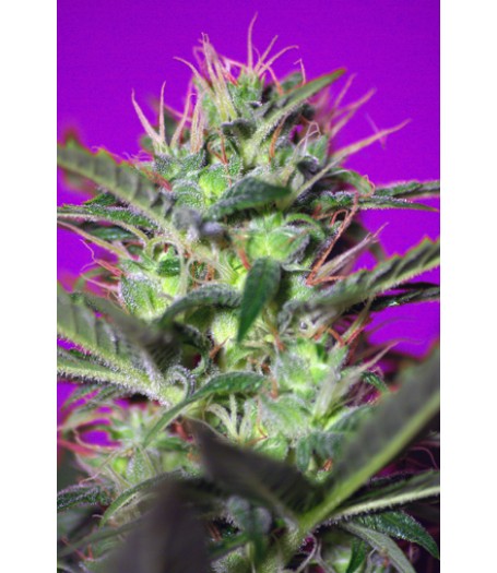 Botafumeiros Feminised Seeds