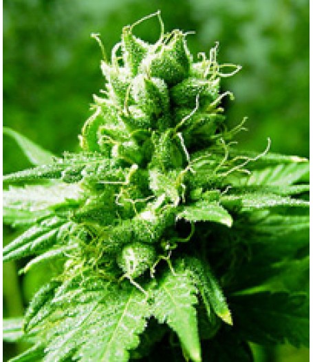 Brazil Amazonia Feminised Seeds