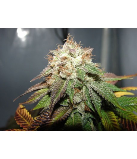 Pre 98 Bubba BX2 Regular Seeds