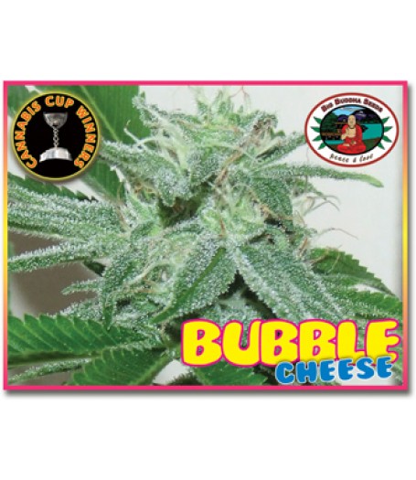Bubble Cheese Feminised Seeds