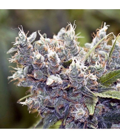 Bubblegummer Feminised Seeds