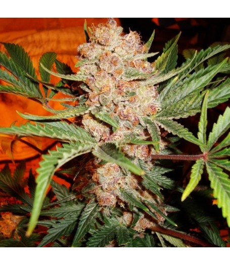 Bubblelicious Feminised Seeds - 5