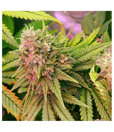 Auto Bubblelicious Feminised Seeds - 5