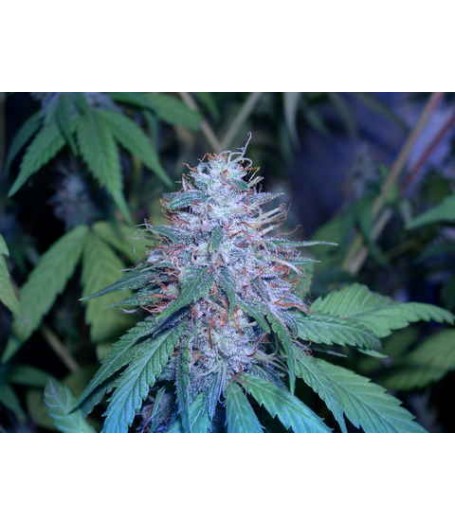 C13 Haze Regular Seeds