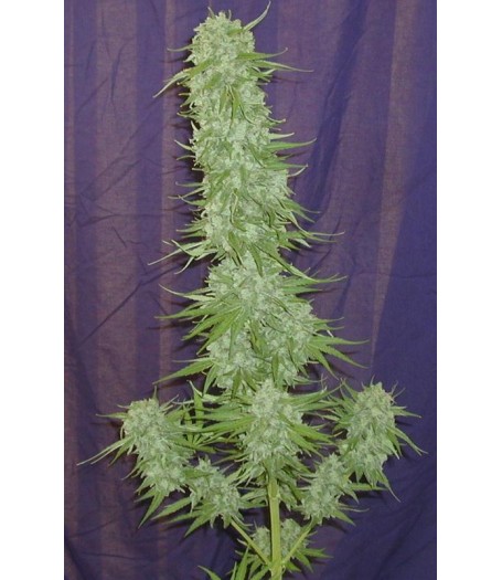 Cinderella 99 BX-1 - 10 Regular Seeds