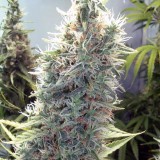 Cinderella 99 Feminised Seeds