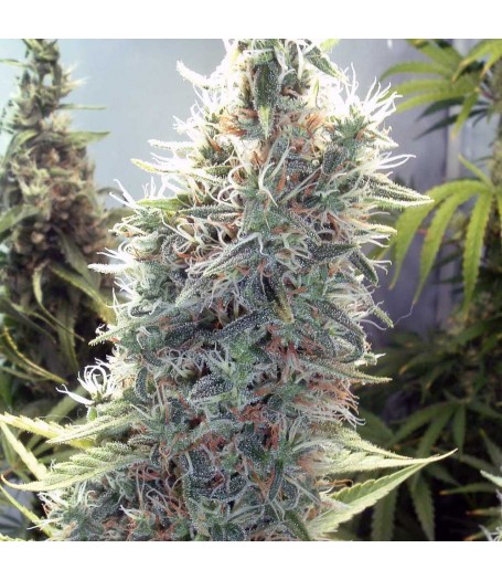 Cinderella 99 Feminised Seeds