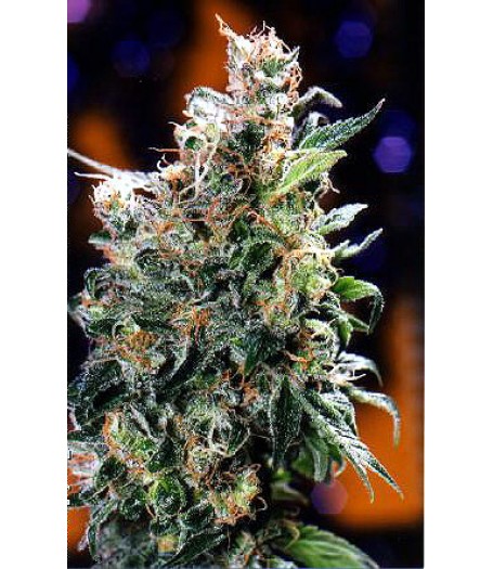 Californian Orange Feminised Seeds