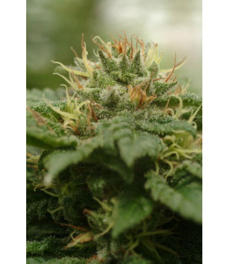 Cannadential Feminised Seeds