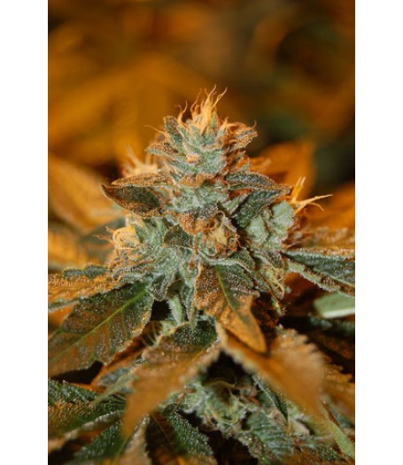 Cataract Kush Feminised Seeds
