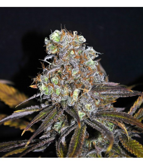 CBD Critical Mass Feminised - 5 Seeds