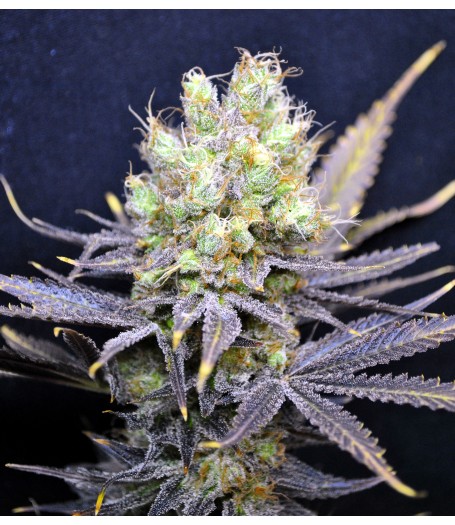 CBD Nordle Feminised - 5 Seeds