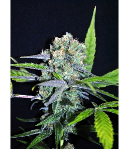 CBD Outdoor Mix Feminised - 5 Seeds
