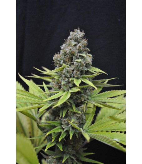 CBD Shark Feminised - 5 Seeds