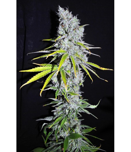 CBD Skunk Haze Feminised - 5 Seeds