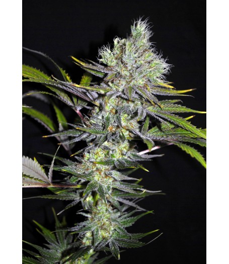 CBD Sweet 'n Sour Widow REGULAR - 5 Seeds