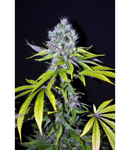 CBD Yummy Feminised - 5 Seeds
