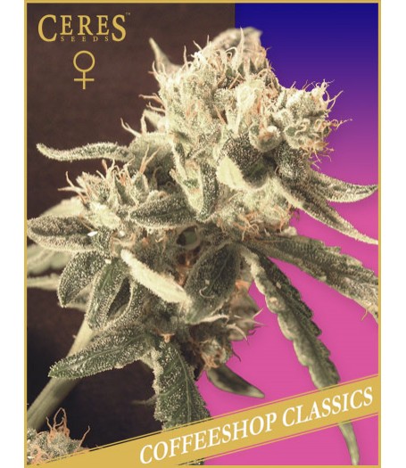 Ceres Easy Rider Autoflowering Feminised Seeds