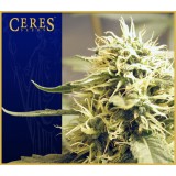 Ceres Kush Regular Seeds