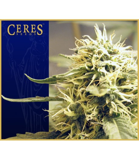 Ceres Kush Regular Seeds