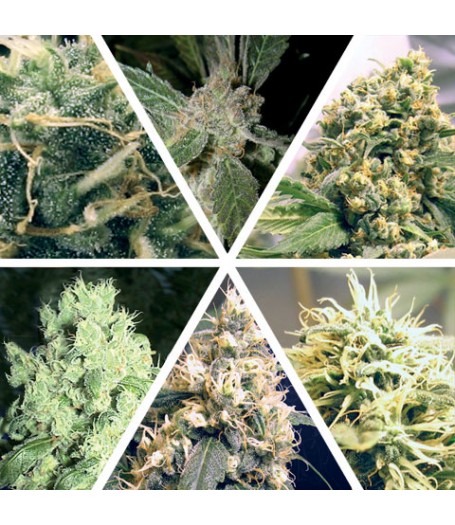 Ceres Feminised Seeds Mix