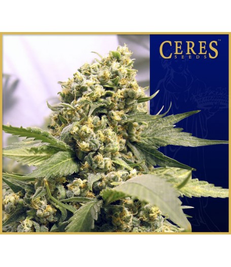 Northern Lights x Skunk #1 Regular Seeds