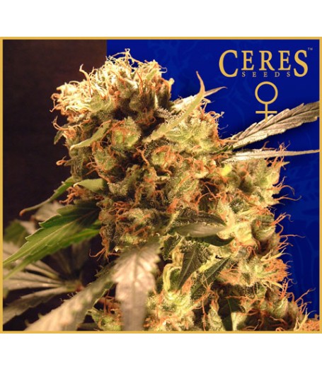 Orange Bud Feminised Seeds