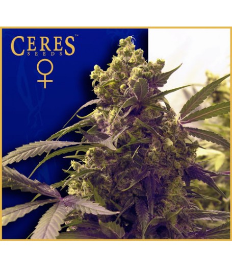 Purple Feminised Seeds