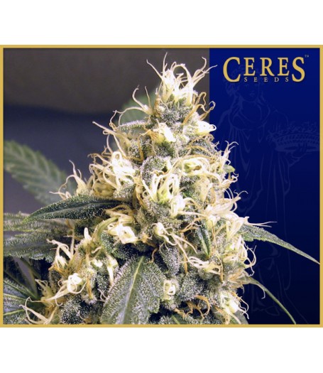 Ceres Skunk Regular Seeds
