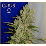 White Widow Feminised Seeds