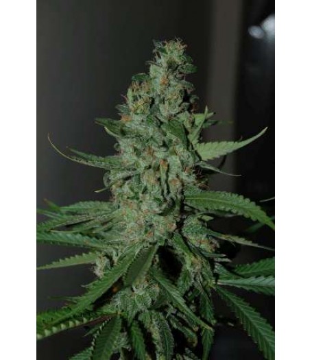 Dready Cheese Feminised Seeds