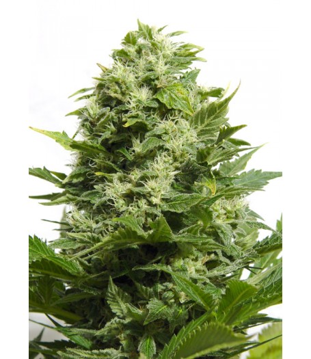 Big Buddha Cheese Feminised Seeds