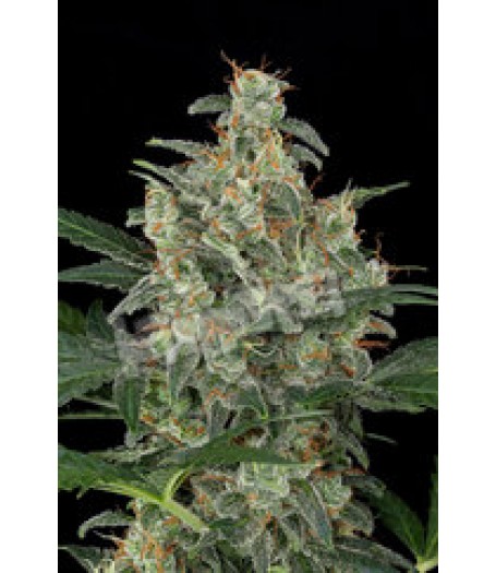 Cheese Automatic Feminised Seeds