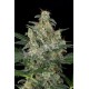Cheese Automatic Feminised Seeds