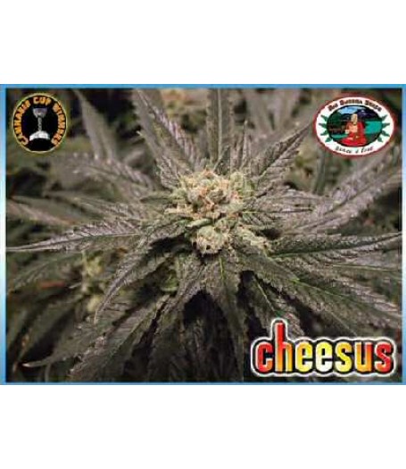 Cheesus Feminised Seeds