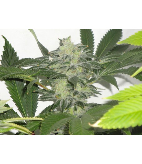 Chem 3 OG Regular Seeds