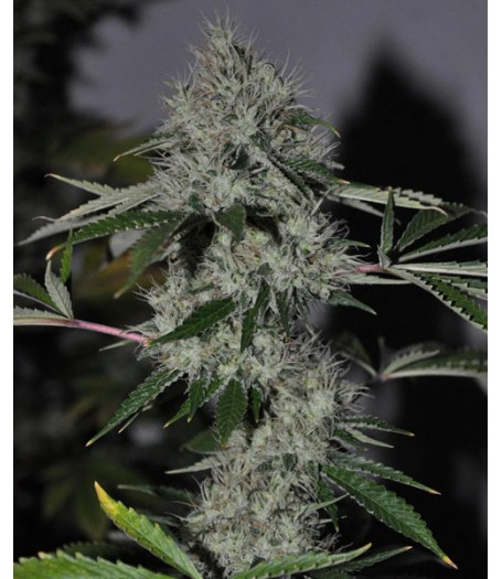 Chem 4 OG Regular Seeds