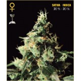 Chem Dog Feminised Seeds