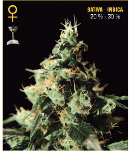 Chem Dog Feminised Seeds