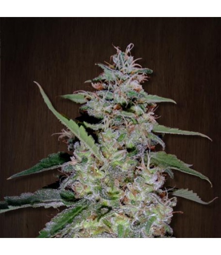 China Yunnan Regular Seeds