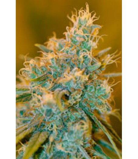 Chocolope Regular Seeds Chocolope Regular Seeds